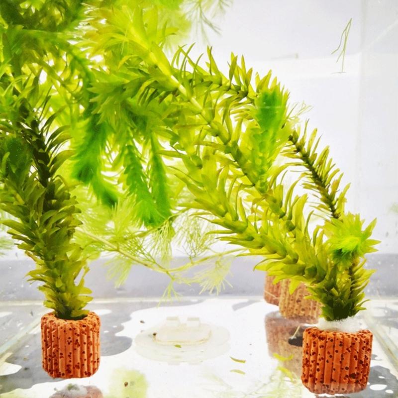 Emersed Plants Aquarium - QX2E Paottery Aquariums Plant Holder Cultivation
