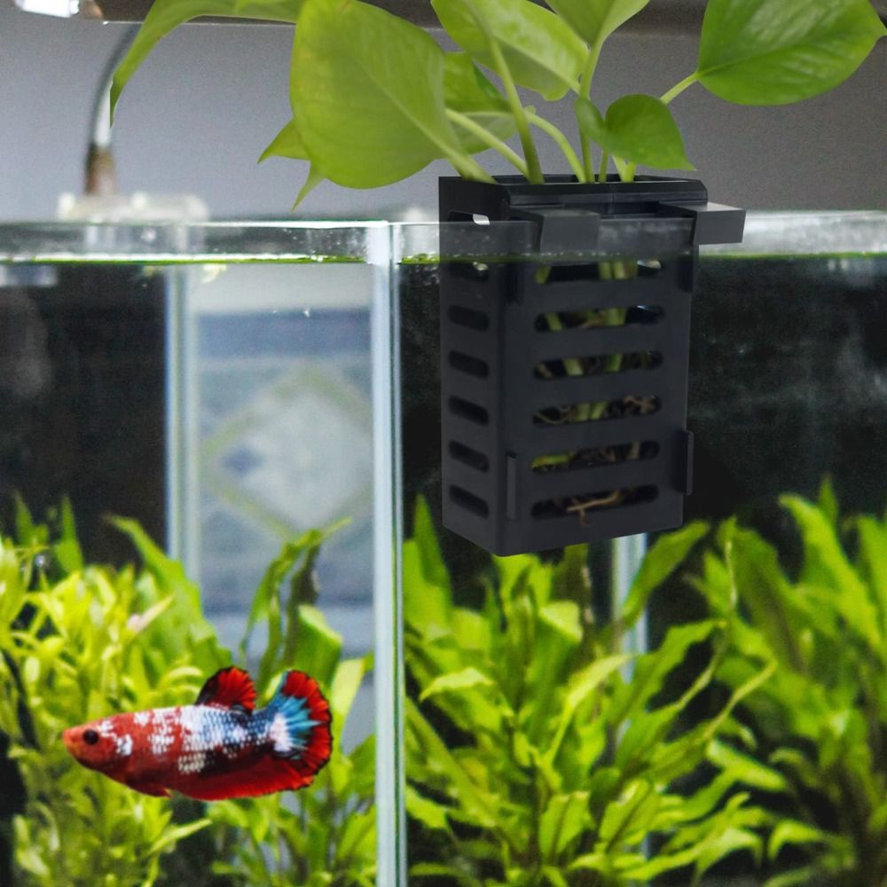 Water Plant Landscape Aquarium - Emersed Plants Aquarium ulasan dan harga