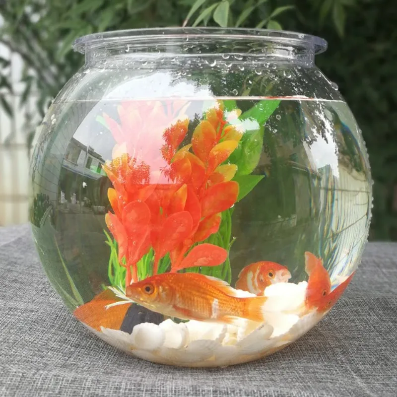 Goldfish bowl desktop transpar - Planted Aquarium For Goldfish ulasan dan harga