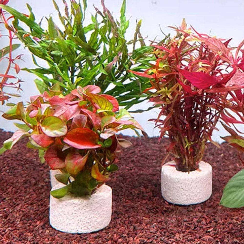 10Pcs Weighted Ring Aquatic Pl - Planted Aquarium Pictures ulasan dan harga