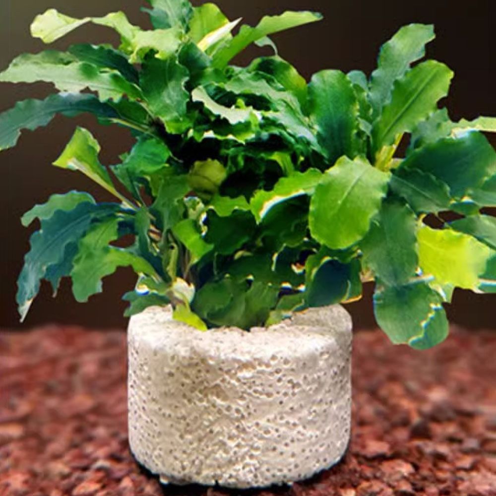 10Pcs Weighted Ring Aquatic Pl - Planted Aquarium Pictures ulasan dan harga