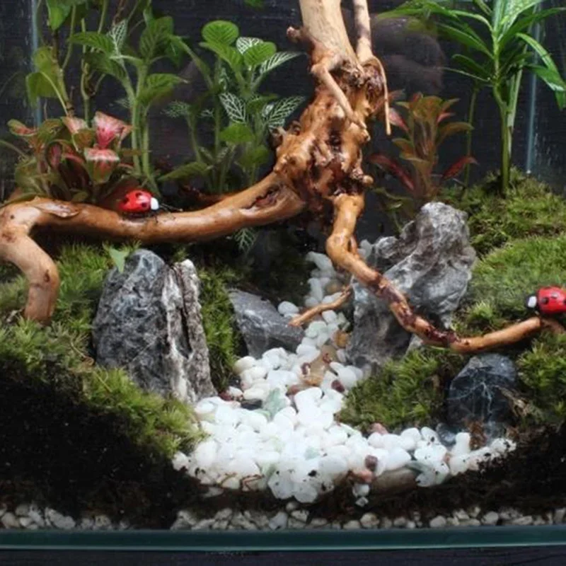 Natural Tree Trunk Driftwood A - Aquarium Planted Tree ulasan dan harga