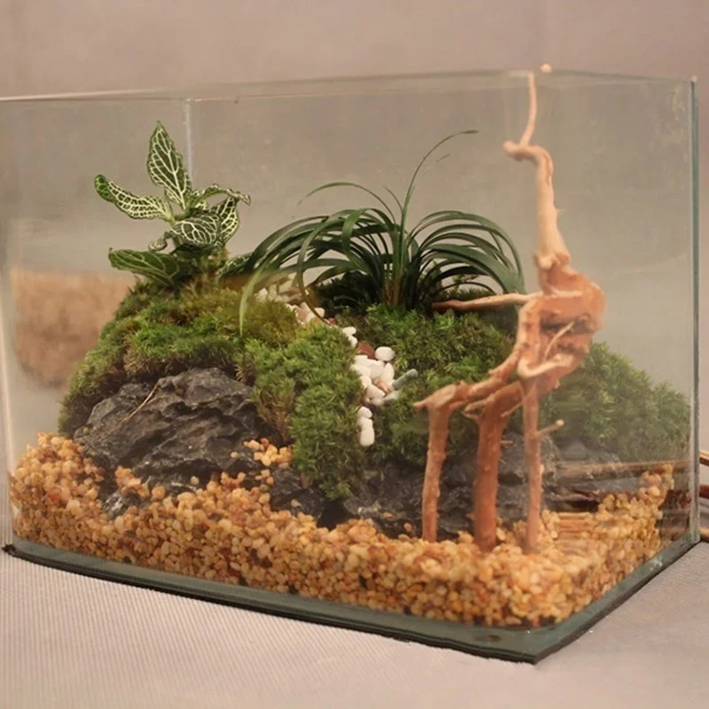 Natural Tree Trunk Driftwood A - Aquarium Planted Tree ulasan dan harga