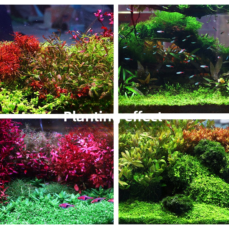 SYSENCIAGA Planted Aquarium Su - Planted Aquarium Fertilizer ulasan dan harga