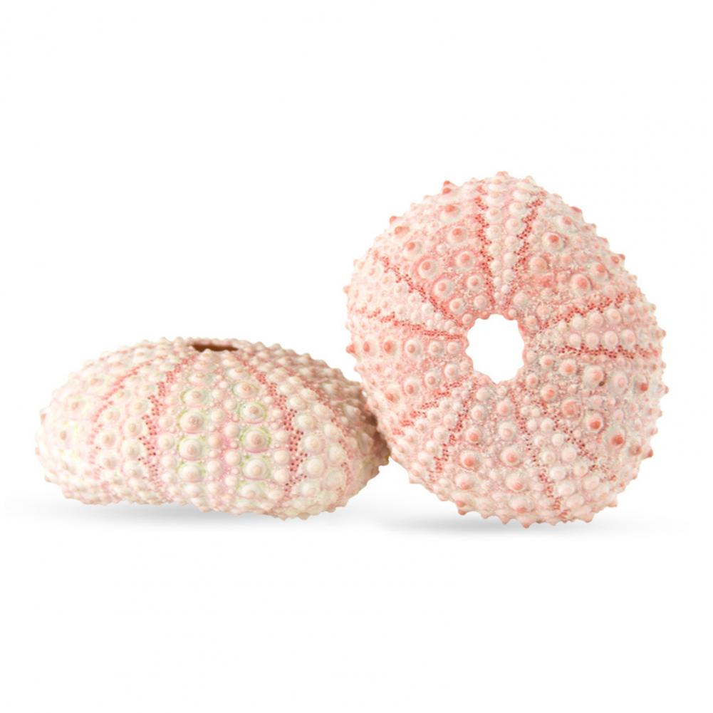 5cm-6cm Sea Shell Conch Orname - Planted Aquarium Air Stone ulasan dan harga