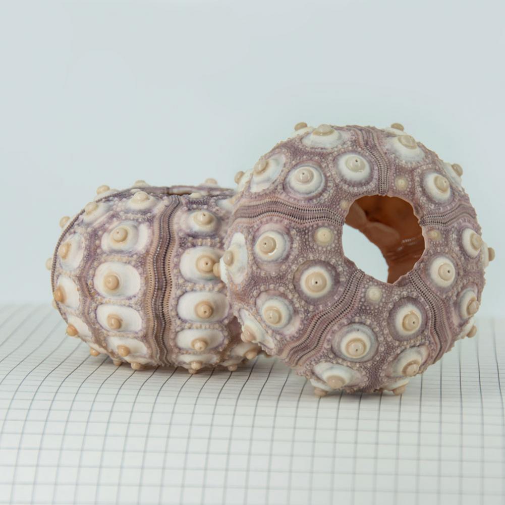 5cm-6cm Sea Shell Conch Orname - Planted Aquarium Air Stone ulasan dan harga