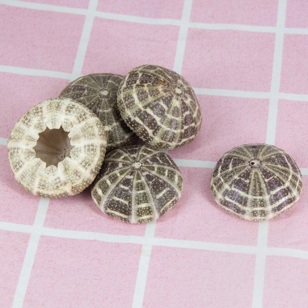 5cm-6cm Sea Shell Conch Orname - Planted Aquarium Air Stone ulasan dan harga