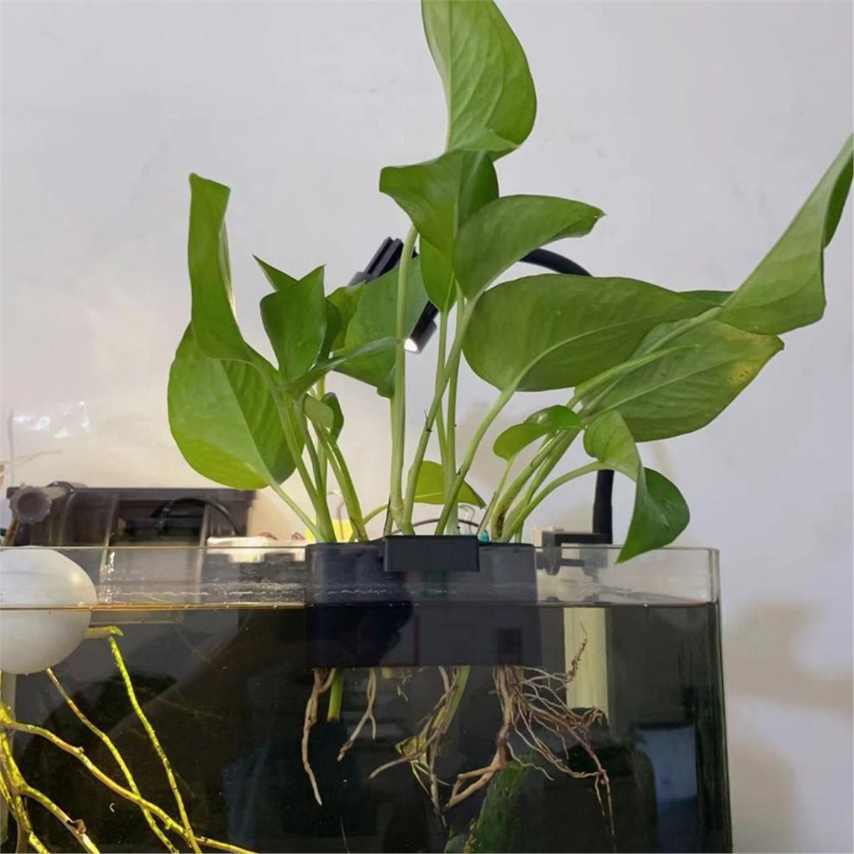 (ABAB) Aquarium Plant Holder A - Emersed Plants Aquarium ulasan dan harga