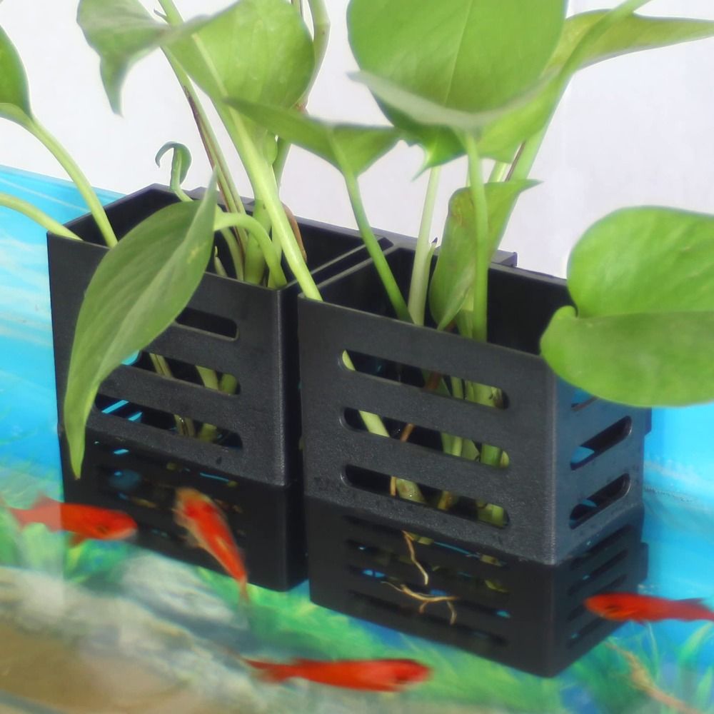 Hydroponic Aquarium Glass Plan - Emersed Plants Aquarium ulasan dan harga