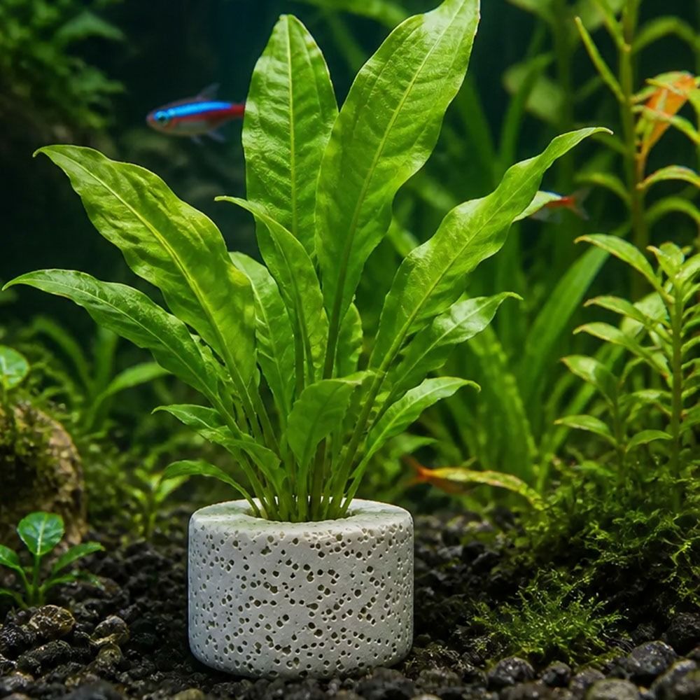 10Pcs Weighted Ring Aquatic Pl - Planted Aquarium Pictures ulasan dan harga