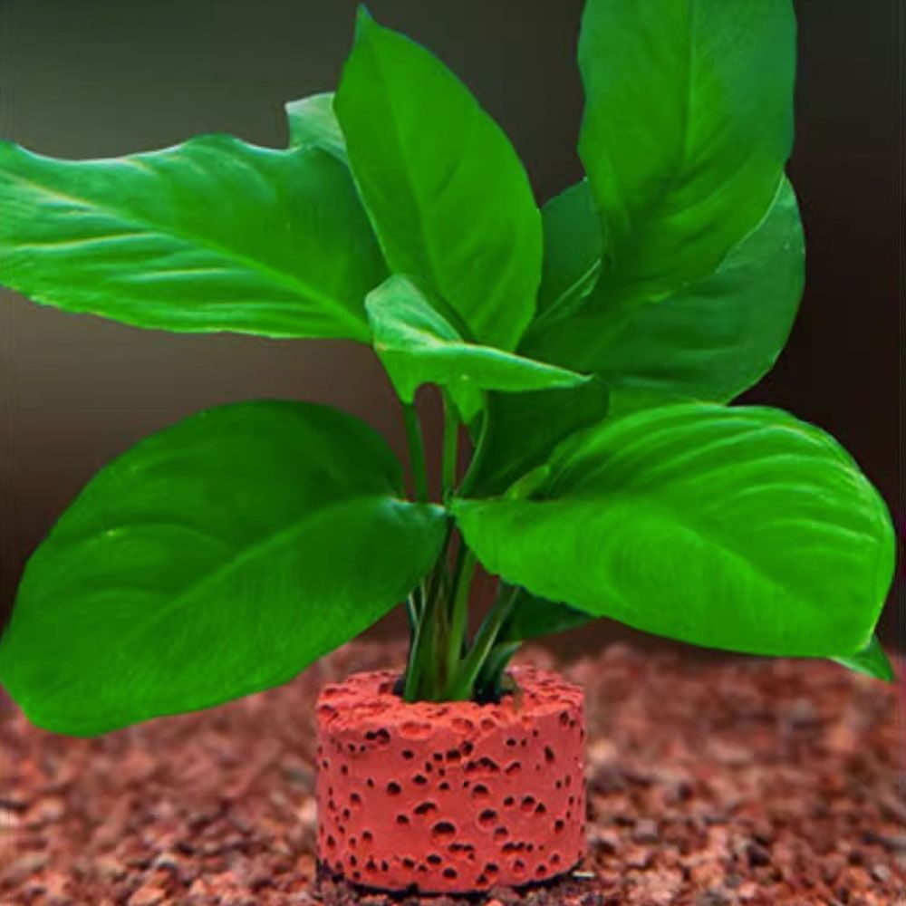 10Pcs Weighted Ring Aquatic Pl - Planted Aquarium Pictures ulasan dan harga
