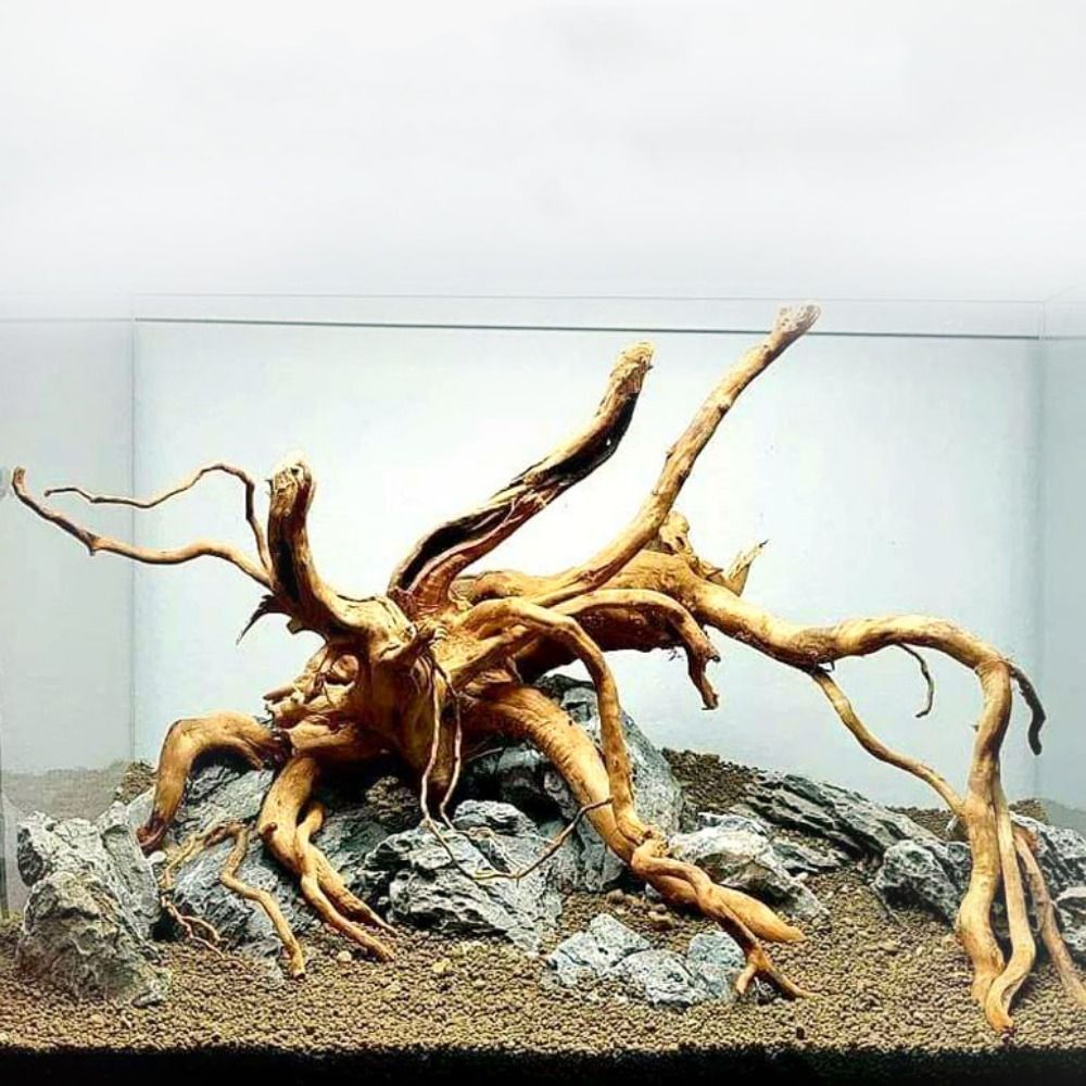 20-25CM Large Aquarium Driftwo - Aquarium Planted Tree ulasan dan harga