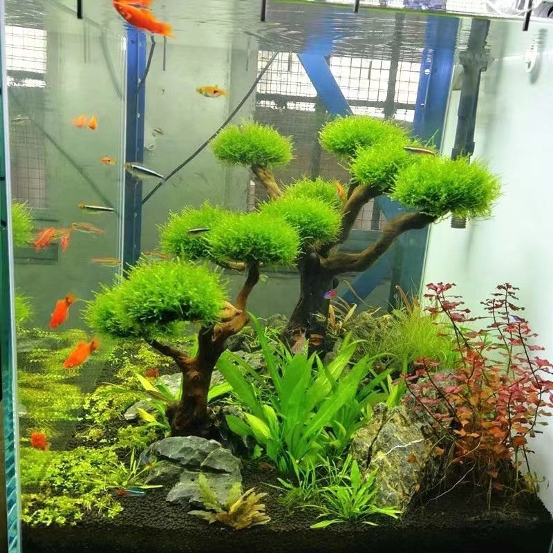 Fish tank greening wood frame  - Aquarium Planted Tree ulasan dan harga