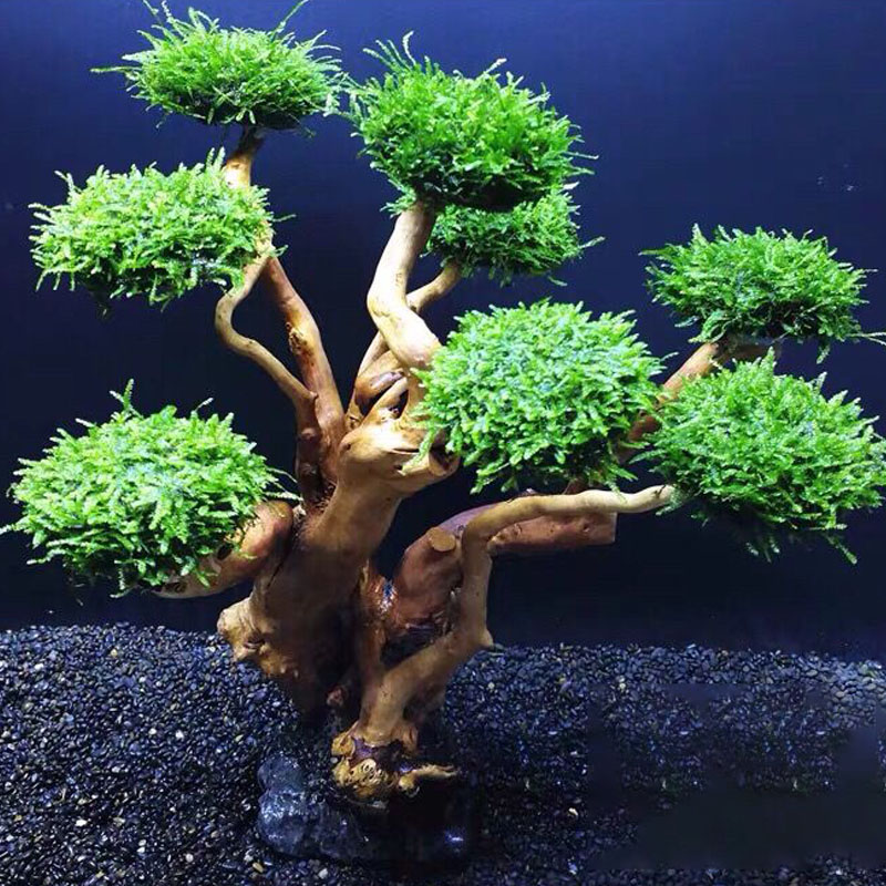 Fish tank greening wood frame  - Aquarium Planted Tree ulasan dan harga