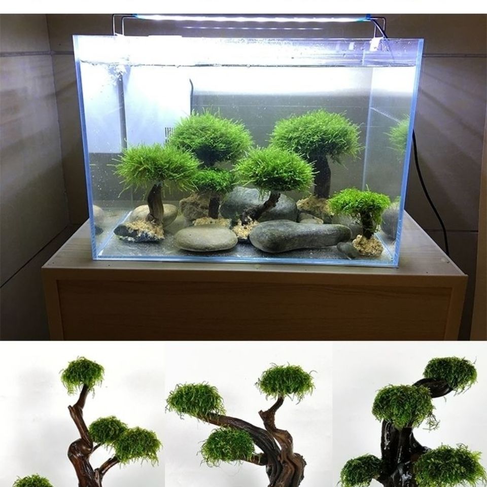 Fish tank greening wood frame  - Aquarium Planted Tree ulasan dan harga