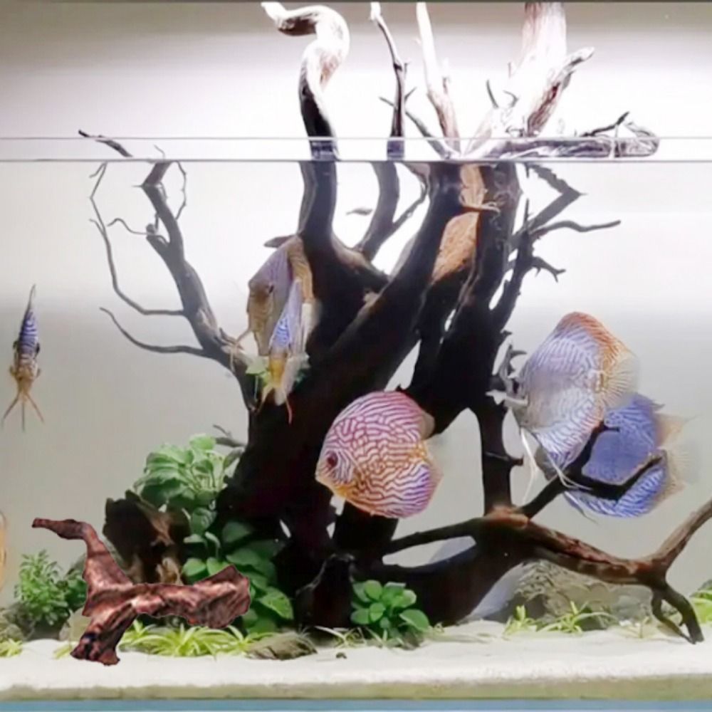 Creative Irregular Shape Coral - Aquarium Planted Tree ulasan dan harga