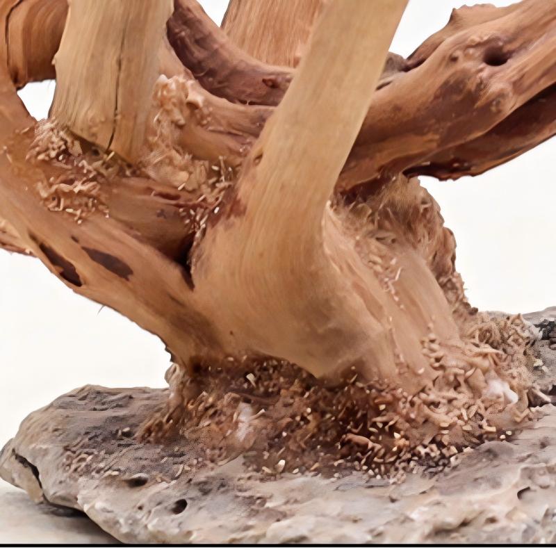 1PC Aquarium Landscaping Wood  - Aquarium Planted Tree ulasan dan harga