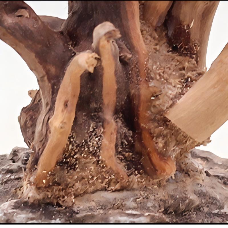 1PC Aquarium Landscaping Wood  - Aquarium Planted Tree ulasan dan harga