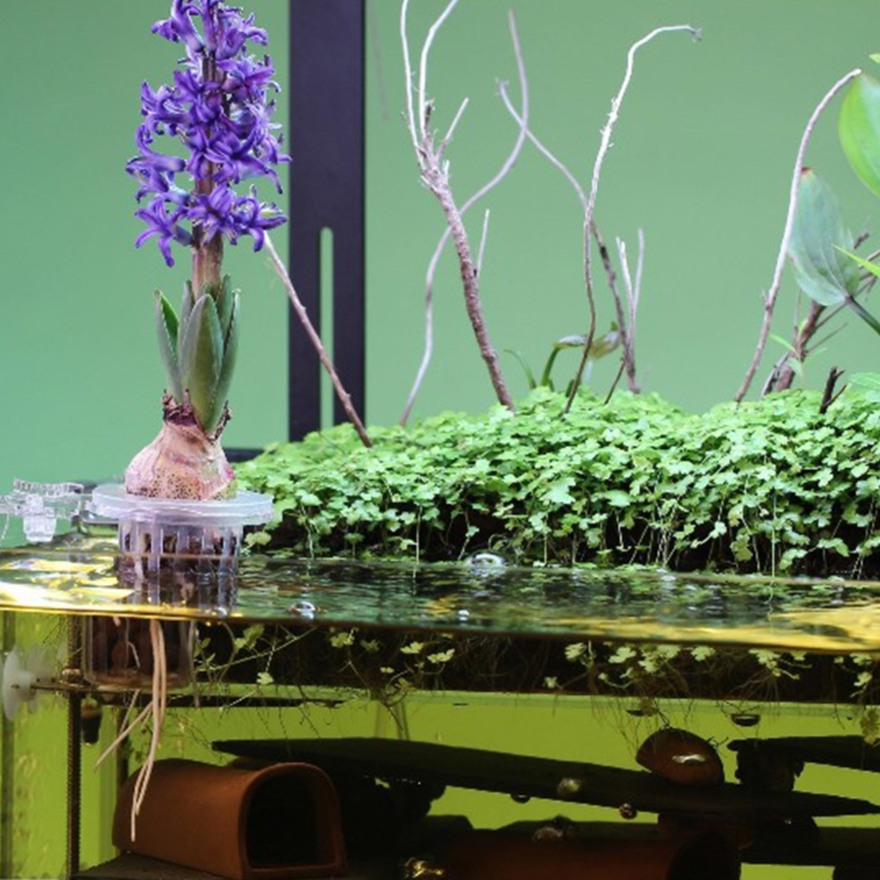 Aquariums Plant Stand Plant Cu - Emersed Plants Aquarium ulasan dan harga